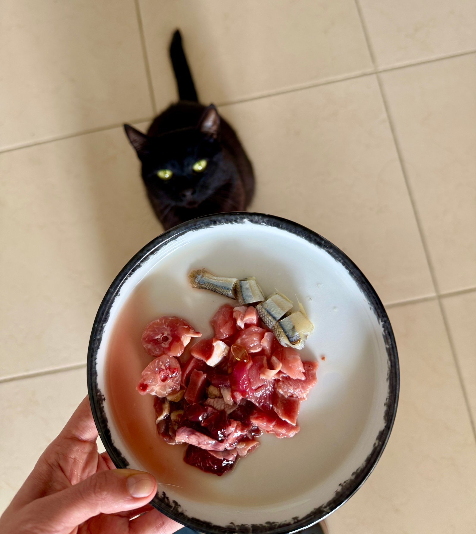 Gato sano y feliz, bien nutrido